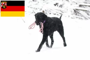 Přečtete si více ze článku Chovatelé a štěňata Curly Coated Retrieverů v Porýní-Falci