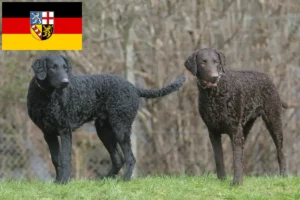 Přečtete si více ze článku Chovatelé a štěňata Curly Coated Retrieverů v Sársku