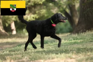 Přečtete si více ze článku Chovatelé a štěňata Curly Coated Retrieverů v Sasku-Anhaltsku