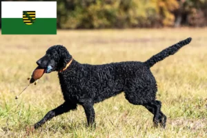 Přečtete si více ze článku Chovatelé a štěňata Curly Coated Retrieverů v Sasku