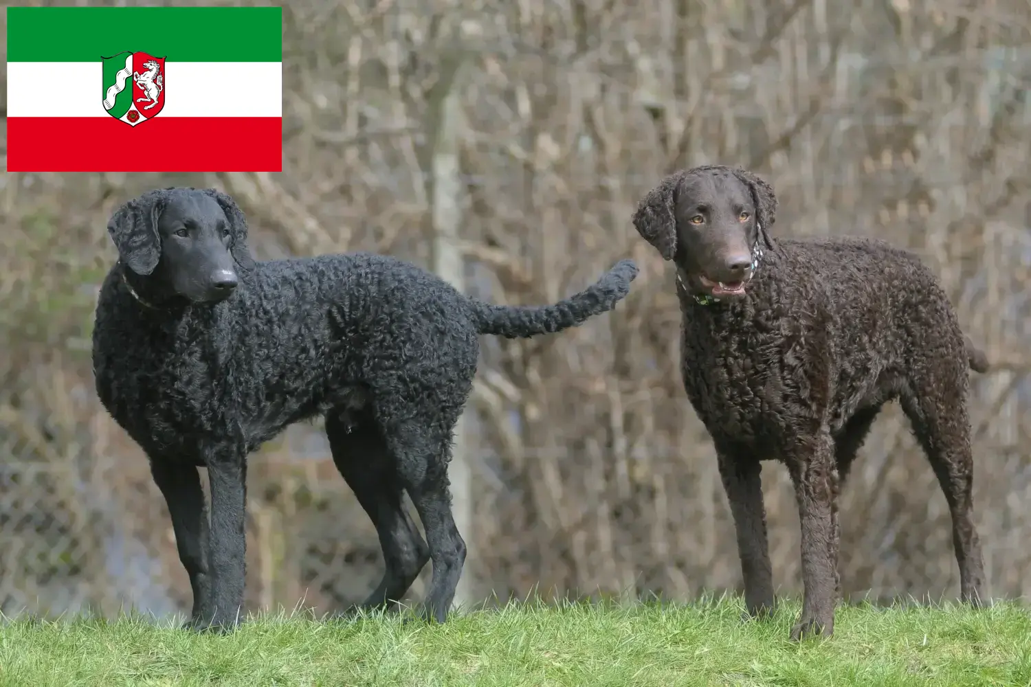 Přečtete si více ze článku Chovatelé a štěňata Curly Coated Retrieverů v Severním Porýní-Vestfálsku