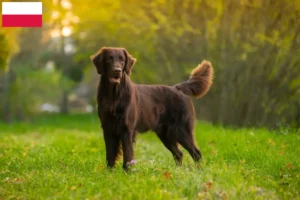 Přečtete si více ze článku Chovatelé Flat Coated Retrieverů a štěňat v Polsku