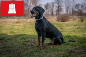 Přečtete si více ze článku Chovatelé a štěňata Gończy Polski v Hamburku