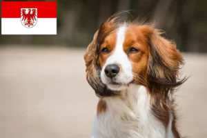 Přečtete si více ze článku Holandští chovatelé Kooikerhondje a štěňata v Braniborsku