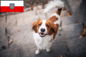 Přečtete si více ze článku Holandští chovatelé Kooikerhondje a štěňata v Durynsku