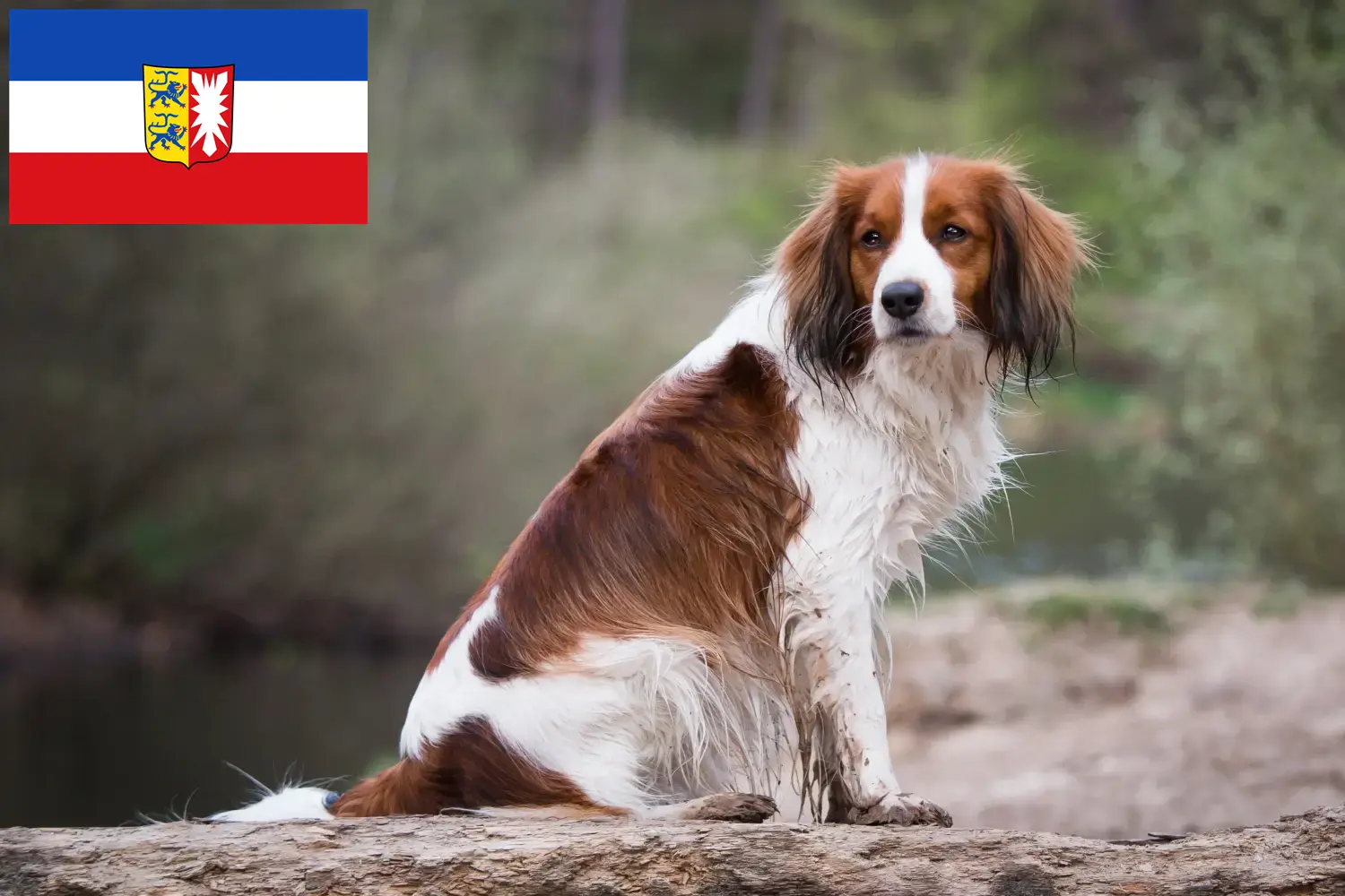 Přečtete si více ze článku Holandští chovatelé Kooikerhondje a štěňata ve Šlesvicku-Holštýnsku