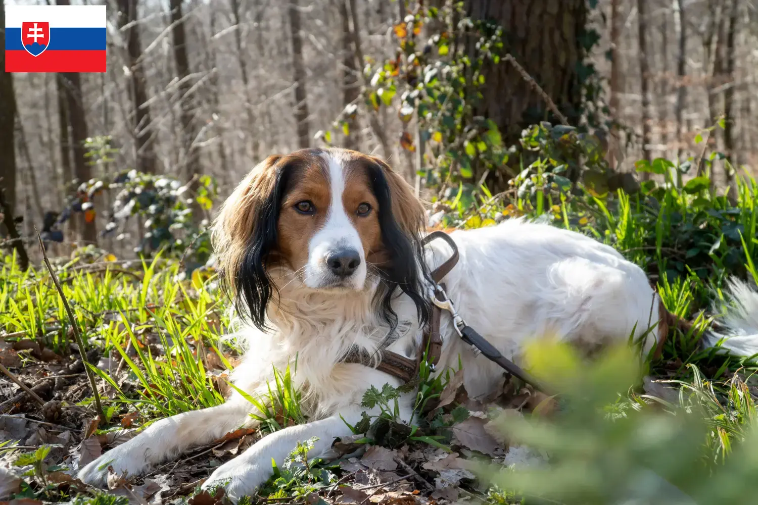 Přečtete si více ze článku Chovatelé holandských kooikerhondje a štěňat na Slovensku