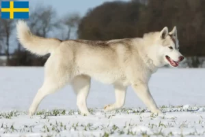 Přečtete si více ze článku Chovatelé huskyho a štěňata ve Švédsku