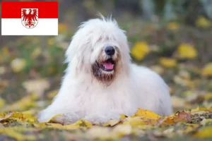Přečtete si více ze článku Chovatelé ovčárků a štěňat v Braniborsku