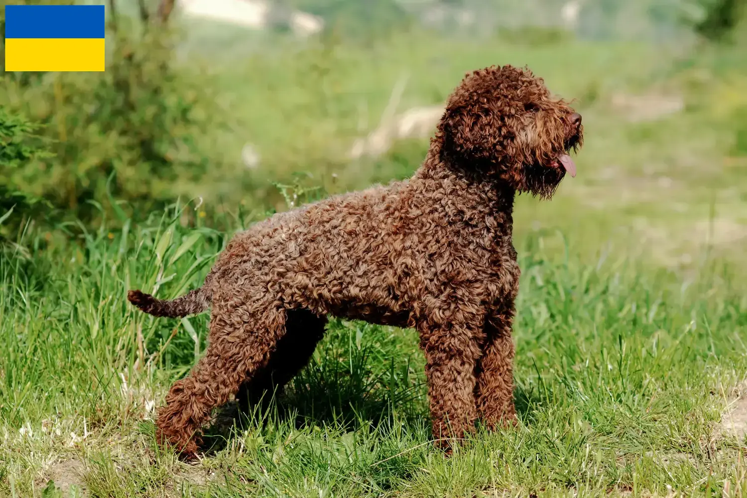 Přečtete si více ze článku Chovatelé a štěňata Lagotto Romagnolo na Ukrajině