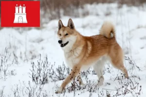 Přečtete si více ze článku Chovatelé a štěňata Lajky v Hamburku