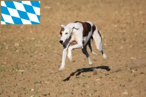 Přečtete si více ze článku Chovatelé a štěňata magyar agar v Bavorsku