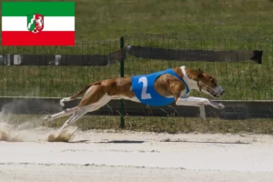 Přečtete si více ze článku Chovatelé a štěňata magyar agar v Severním Porýní-Vestfálsku