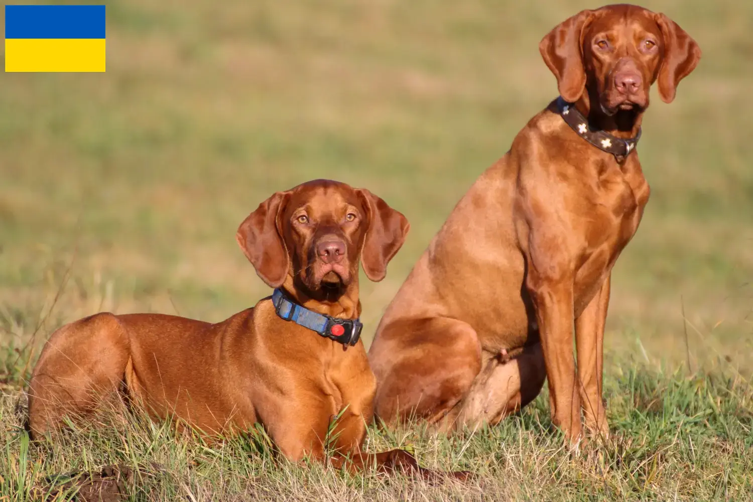 Přečtete si více ze článku Chovatelé magyar vizsla a štěňata na Ukrajině