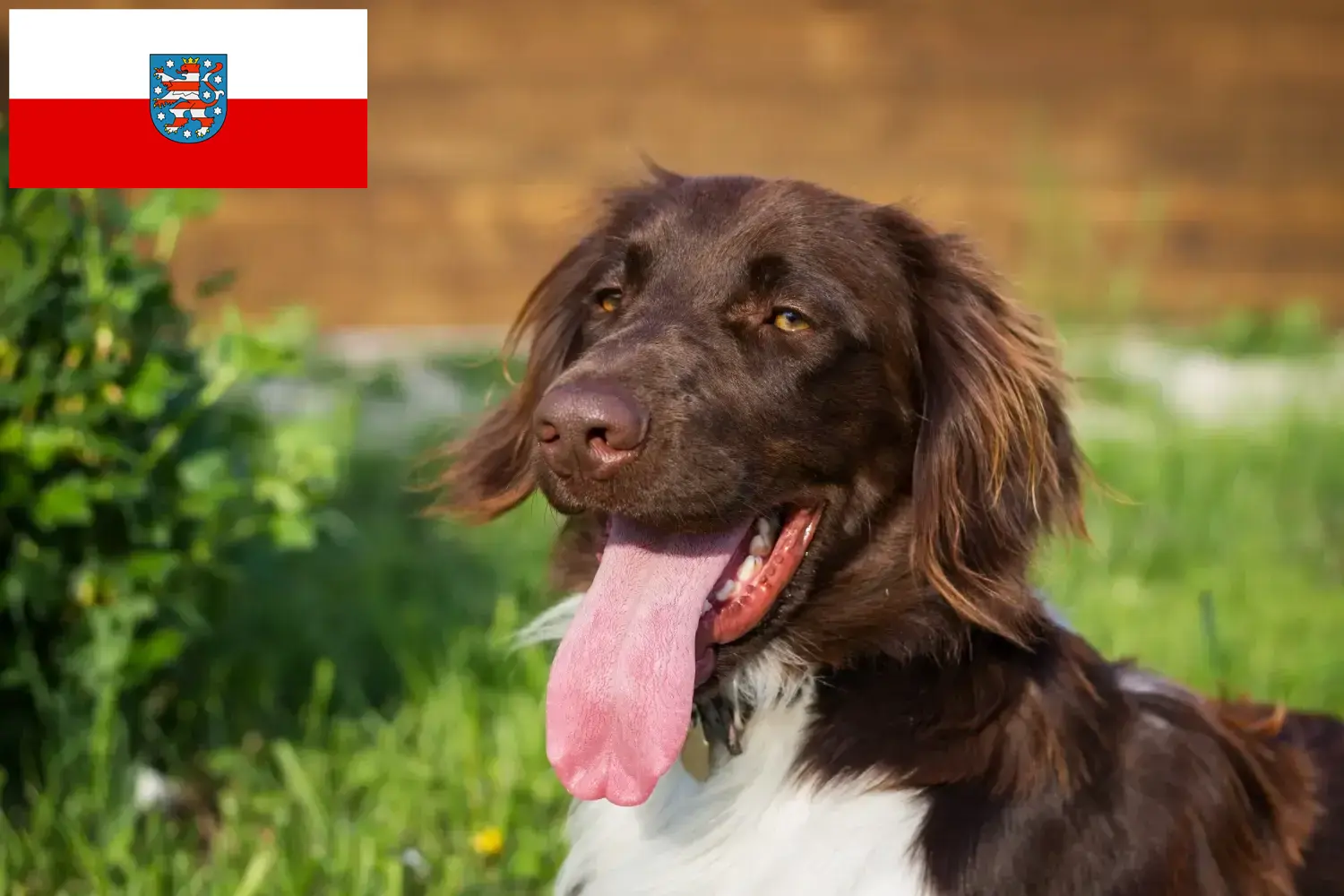 Přečtete si více ze článku Malý chovatel Münsterländer a štěňata v Durynsku