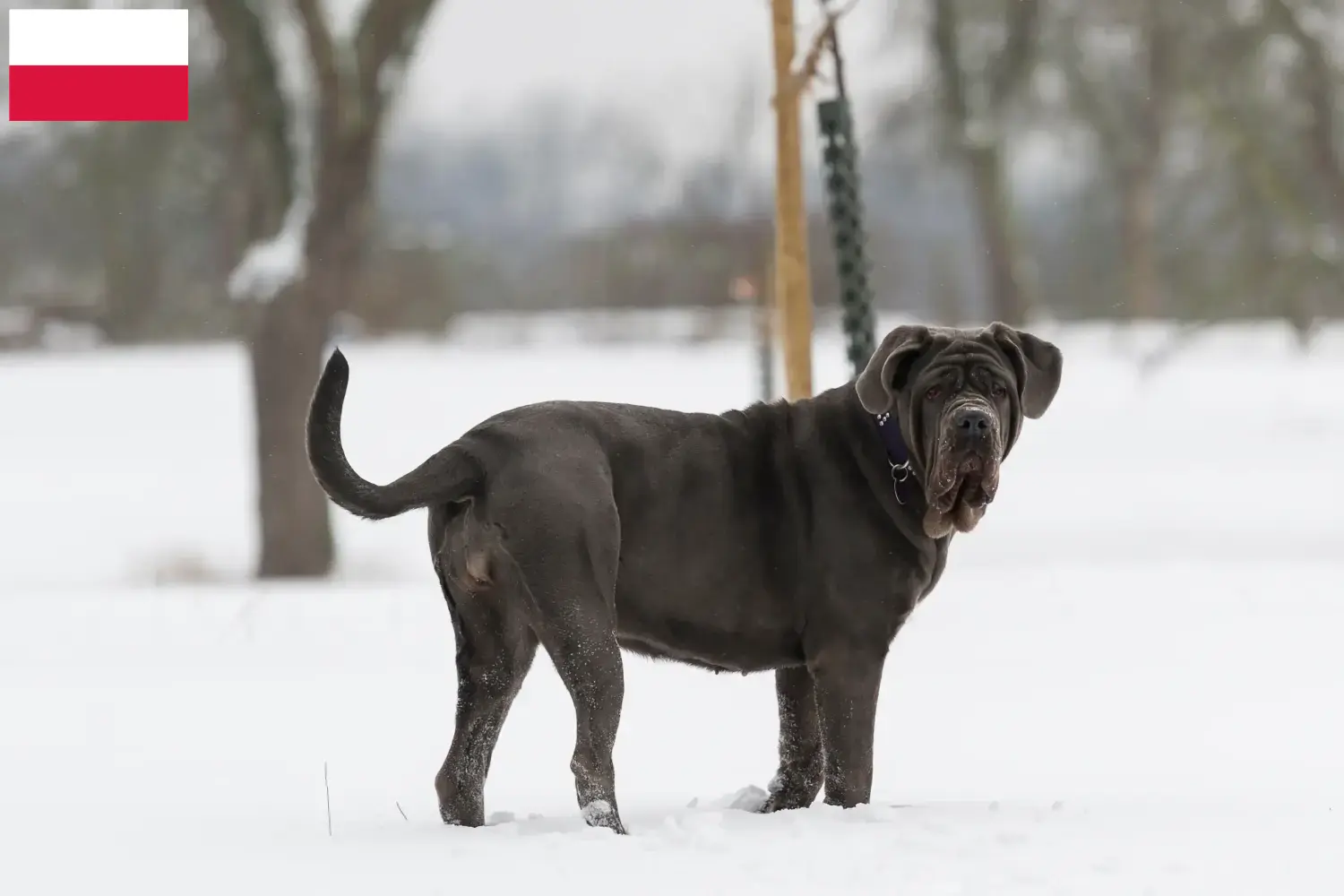 Přečtete si více ze článku Mastino Napoletano chovatelé a štěňata v Polsku