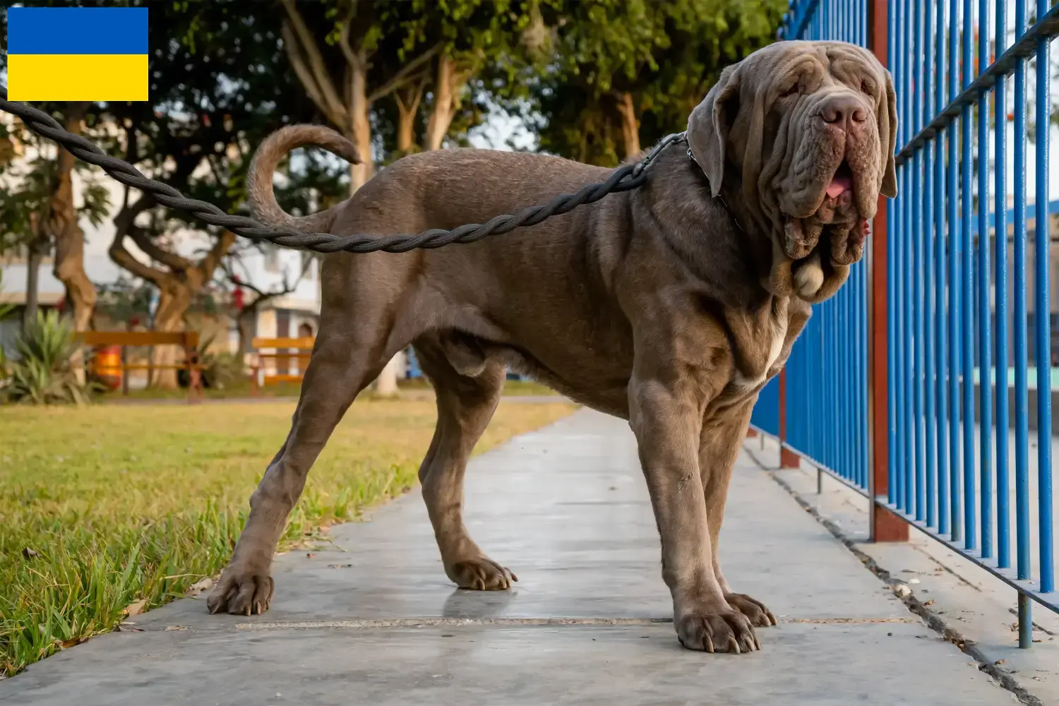 Přečtete si více ze článku Mastino Napoletano chovatelé a štěňata na Ukrajině