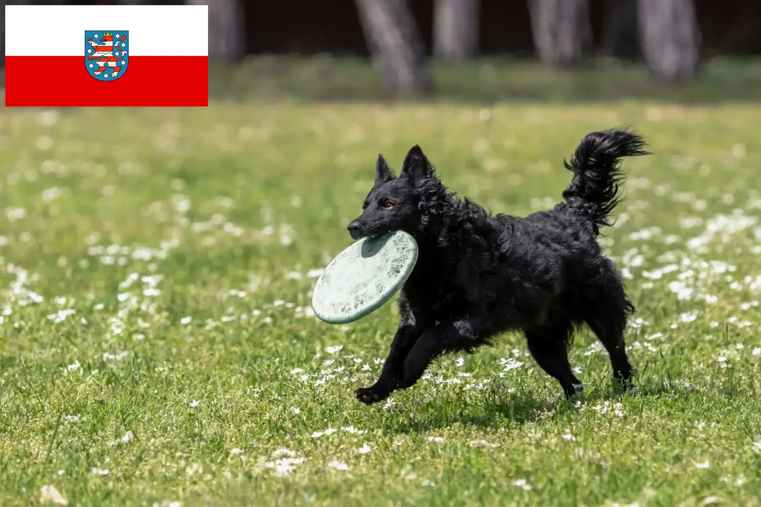 Přečtete si více ze článku Chovatelé mudi a štěňata v Durynsku