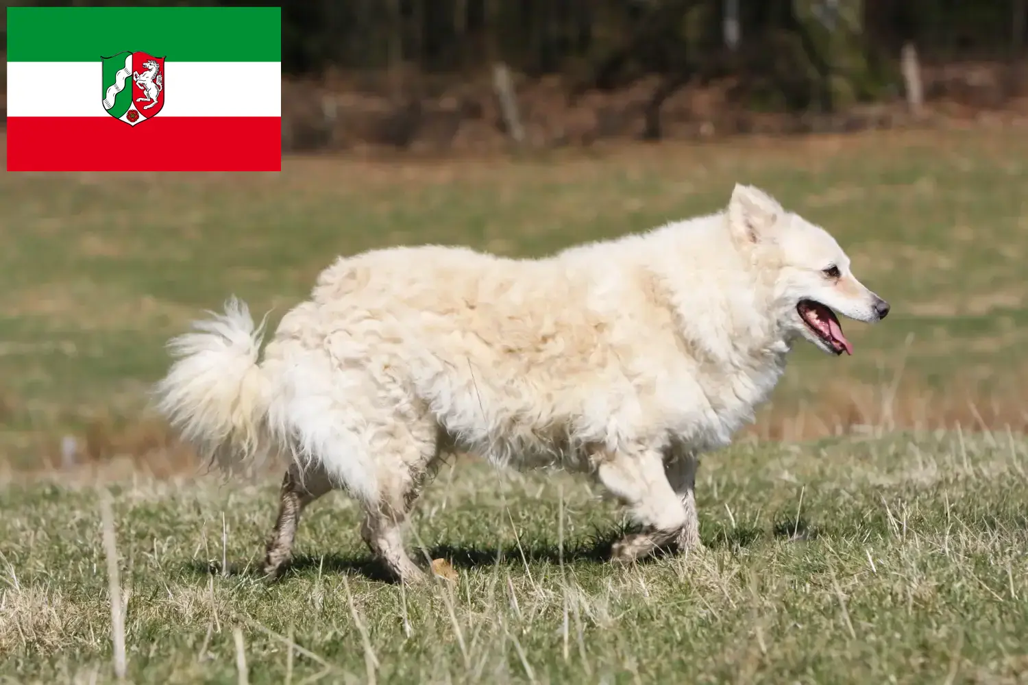 Přečtete si více ze článku Chovatelé mudi a štěňata v Severním Porýní-Vestfálsku