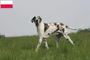 Přečtete si více ze článku Chovatelé německých dog a štěňat v Polsku