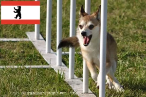 Přečtete si více ze článku Chovatel norských lundehundů a štěňat v Berlíně