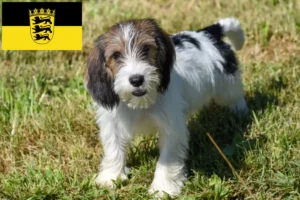 Přečtete si více ze článku Petit Basset Griffon Vendéen chovatelé a štěňata v Bádensku-Württembersku