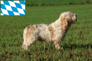 Přečtete si více ze článku Petit Basset Griffon Vendéen chovatelé a štěňata v Bavorsku