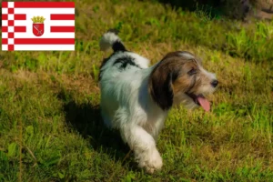 Přečtete si více ze článku Petit Basset Griffon Vendéen chovatelé a štěňata v Brémách