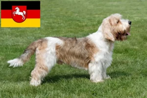 Přečtete si více ze článku Petit Basset Griffon Vendéen chovatelé a štěňata v Dolním Sasku