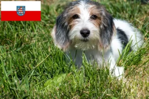 Přečtete si více ze článku Petit Basset Griffon Vendéen chovatelé a štěňata v Durynsku