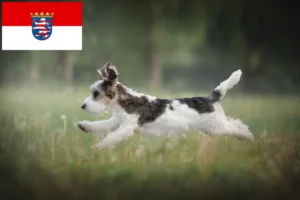 Přečtete si více ze článku Petit Basset Griffon Vendéen chovatelé a štěňata v Hesensku