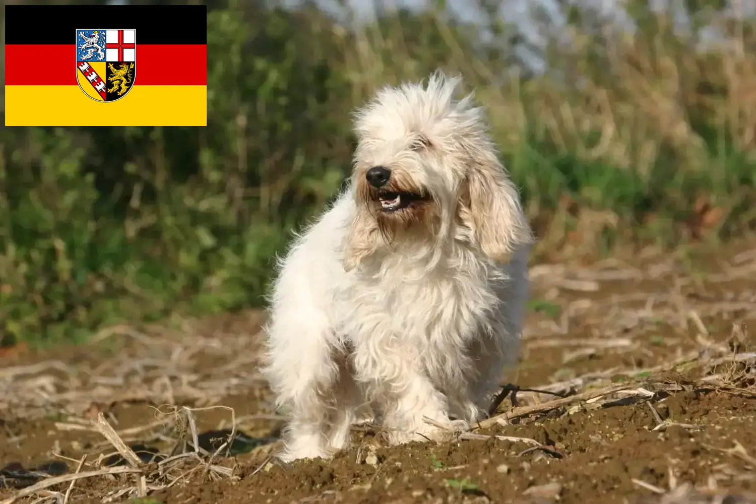 Přečtete si více ze článku Petit Basset Griffon Vendéen chovatelé a štěňata v Sársku