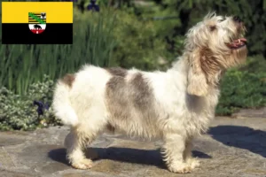 Přečtete si více ze článku Petit Basset Griffon Vendéen chovatelé a štěňata v Sasku-Anhaltsku