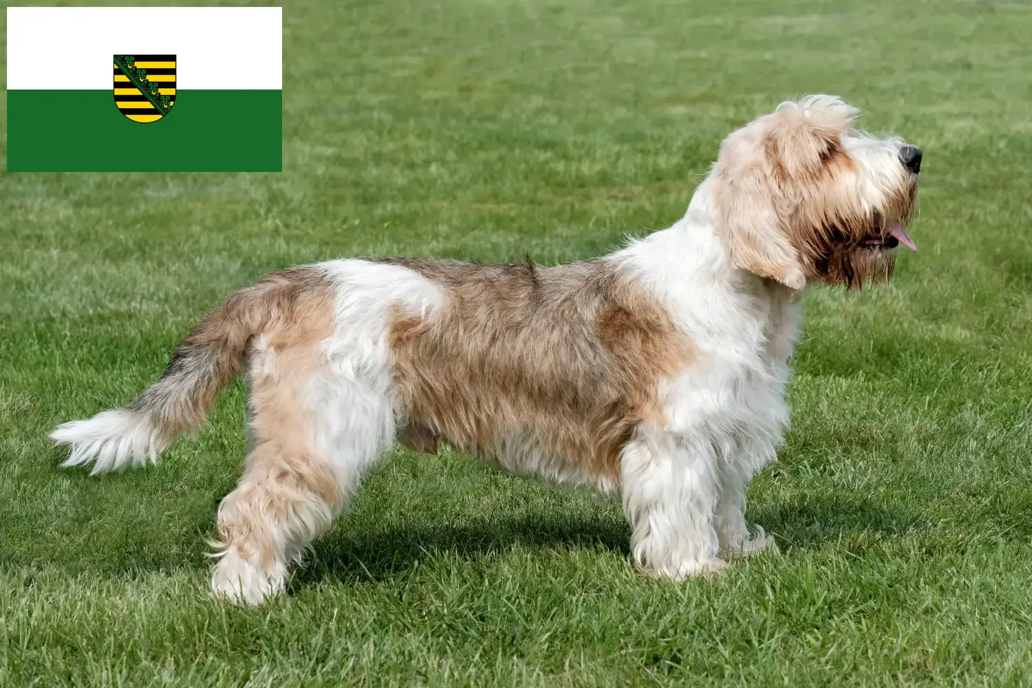 Přečtete si více ze článku Petit Basset Griffon Vendéen chovatelé a štěňata v Sasku