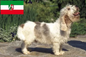 Přečtete si více ze článku Petit Basset Griffon Vendéen chovatelé a štěňata v Severním Porýní-Vestfálsku