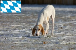 Přečtete si více ze článku Chovatelé porcelánu a štěňata v Bavorsku