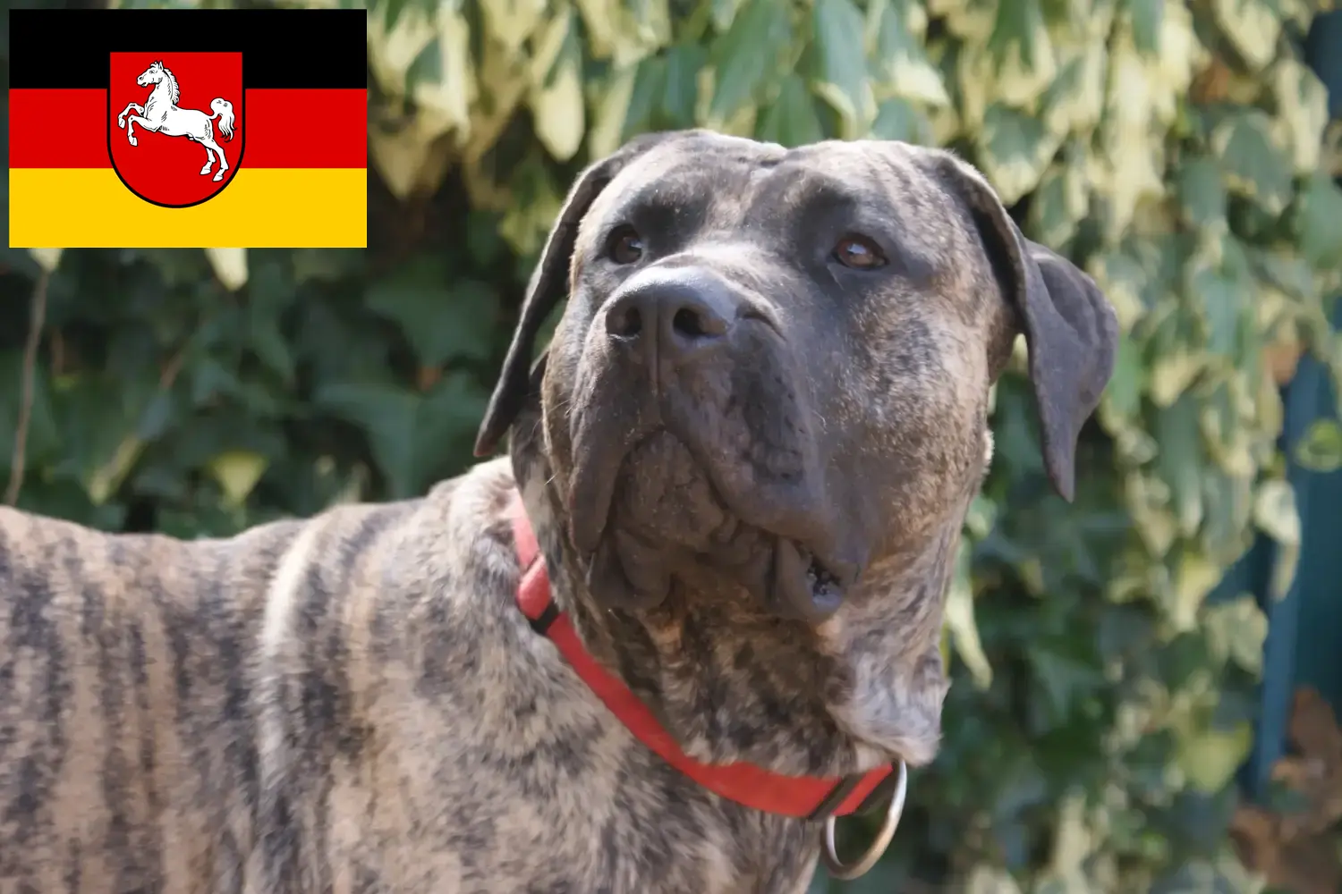 Přečtete si více ze článku Chovatelé Presa Canario a štěňata v Dolním Sasku