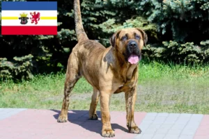 Přečtete si více ze článku Chovatelé Presa Canario a štěňata v Meklenbursku-Předním Pomořansku