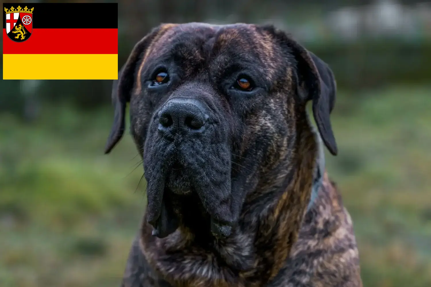 Přečtete si více ze článku Chovatelé Presa Canario a štěňata v Porýní-Falci