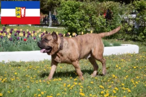 Přečtete si více ze článku Chovatelé Presa Canario a štěňata ve Šlesvicku-Holštýnsku