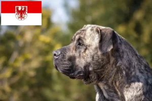 Přečtete si více ze článku Chovatelé Presa Canario a štěňata v Brandenburgu