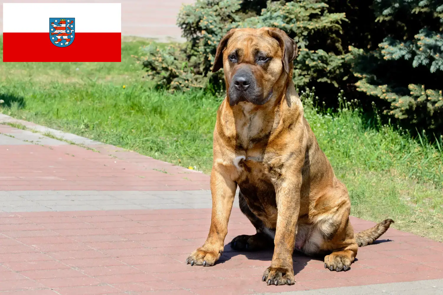 Přečtete si více ze článku Chovatelé Presa Canario a štěňata v Durynsku