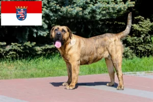 Přečtete si více ze článku Chovatelé Presa Canario a štěňata v Hesensku