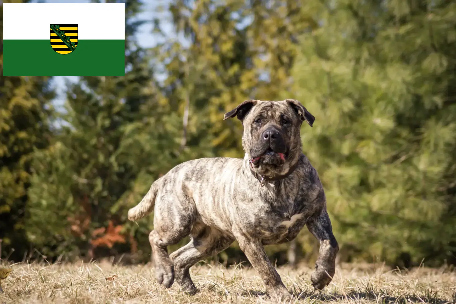 Přečtete si více ze článku Chovatelé Presa Canario a štěňata v Sasku