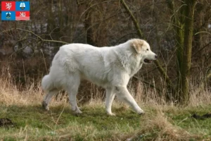 Přečtete si více ze článku Chovatel pyrenejských horských psů a štěňat v Karlových Varech