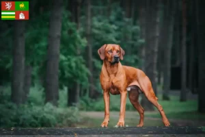 Přečtete si více ze článku Chovatelé rhodéských ridgebacků a štěňat v Plzni