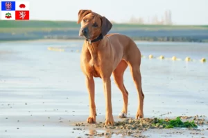 Přečtete si více ze článku Chovatelé rhodéských ridgebacků a štěňat na Vysočině