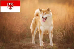 Přečtete si více ze článku Chovatelé shiba a štěňata v Brandenburgu