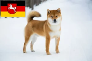 Přečtete si více ze článku Chovatelé shiba a štěňata v Dolním Sasku