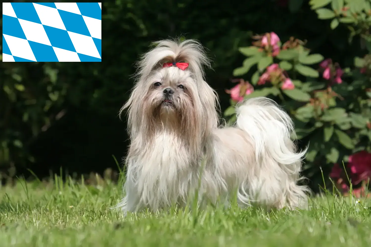 Přečtete si více ze článku Chovatelé shih tzu a štěňat v Bavorsku